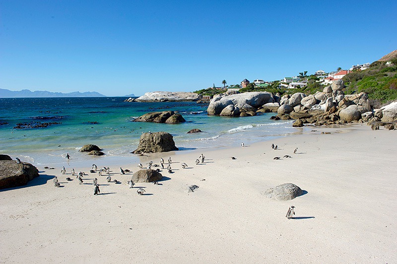风光秀美的开普敦西蒙小镇，以南非特有的企鹅而闻名。小镇依山傍海，特别干净，海滩上有岩石也有沙滩，据说