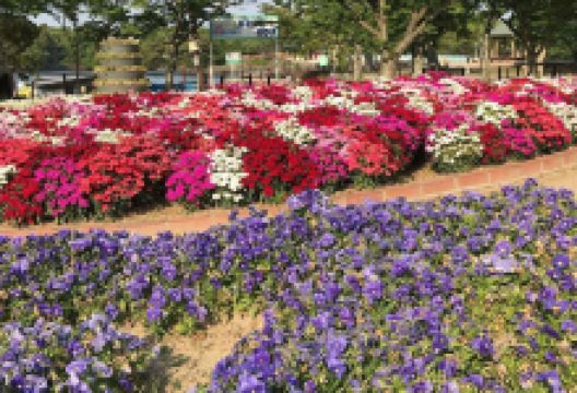Tokiwa Park景点图片