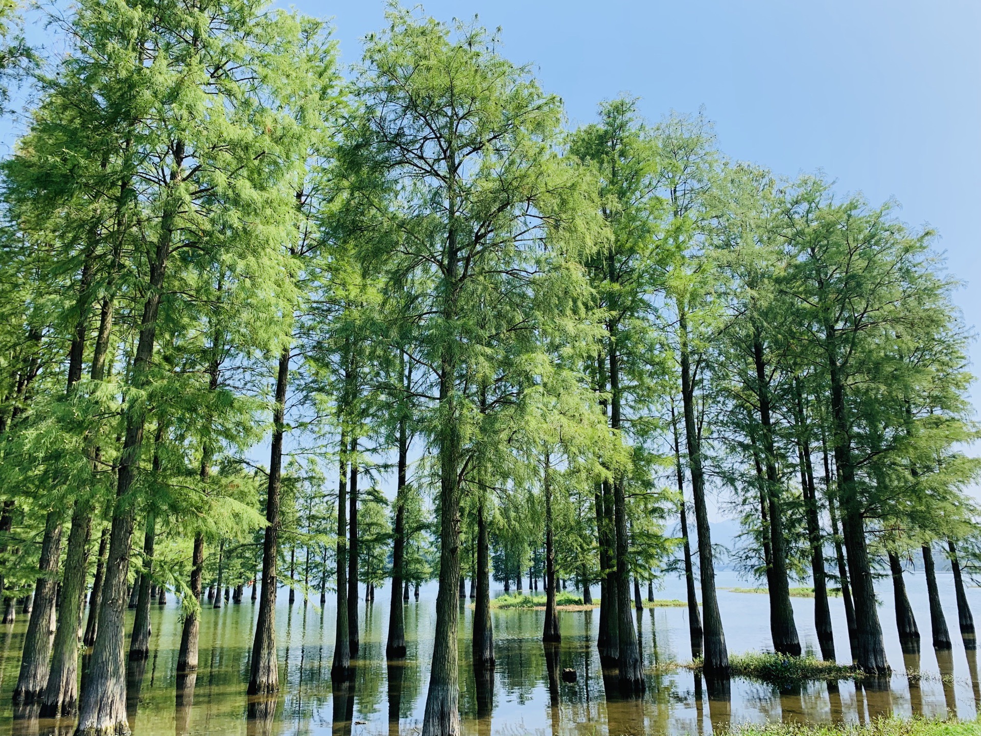 湿地水杉林！