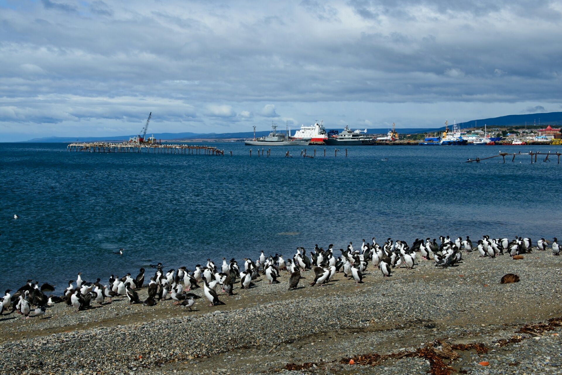 蓬塔阿雷拉斯的企鹅岛在岛上生活着数以万计的企鹅。光是企鹅的品种就有十几种，有许多世界珍稀的企鹅物种。