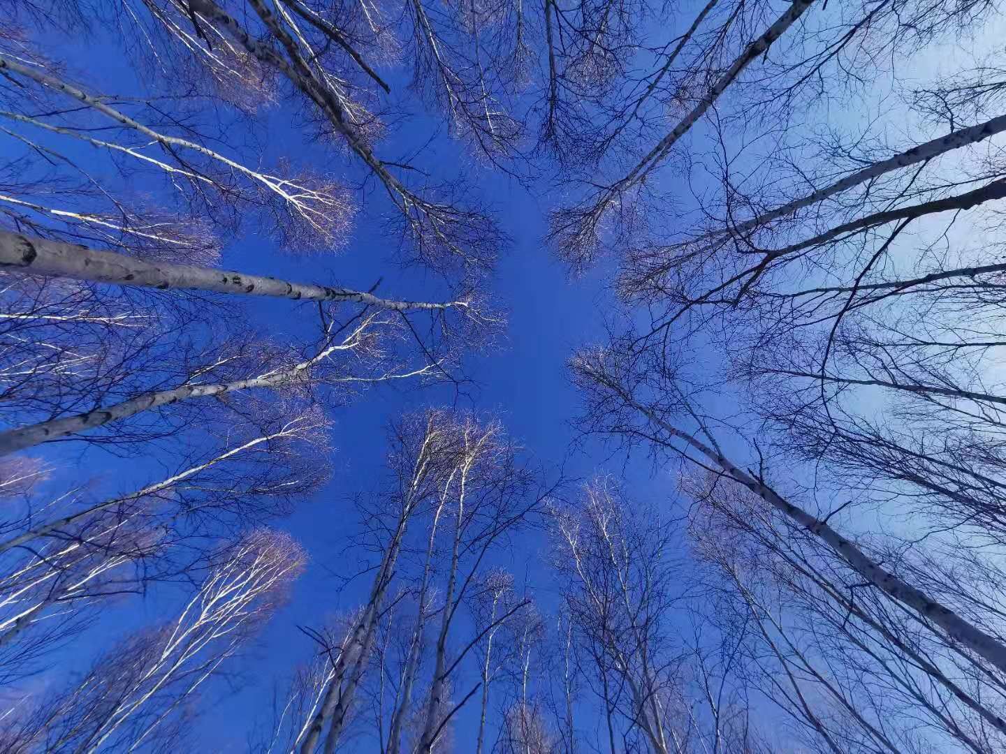 浪漫冰雪奇缘旅行，一路向北，洁白无瑕的白桦林，龙江第一湾冬季的风采，鄂温克驯鹿部落，驯鹿是温顺的动物