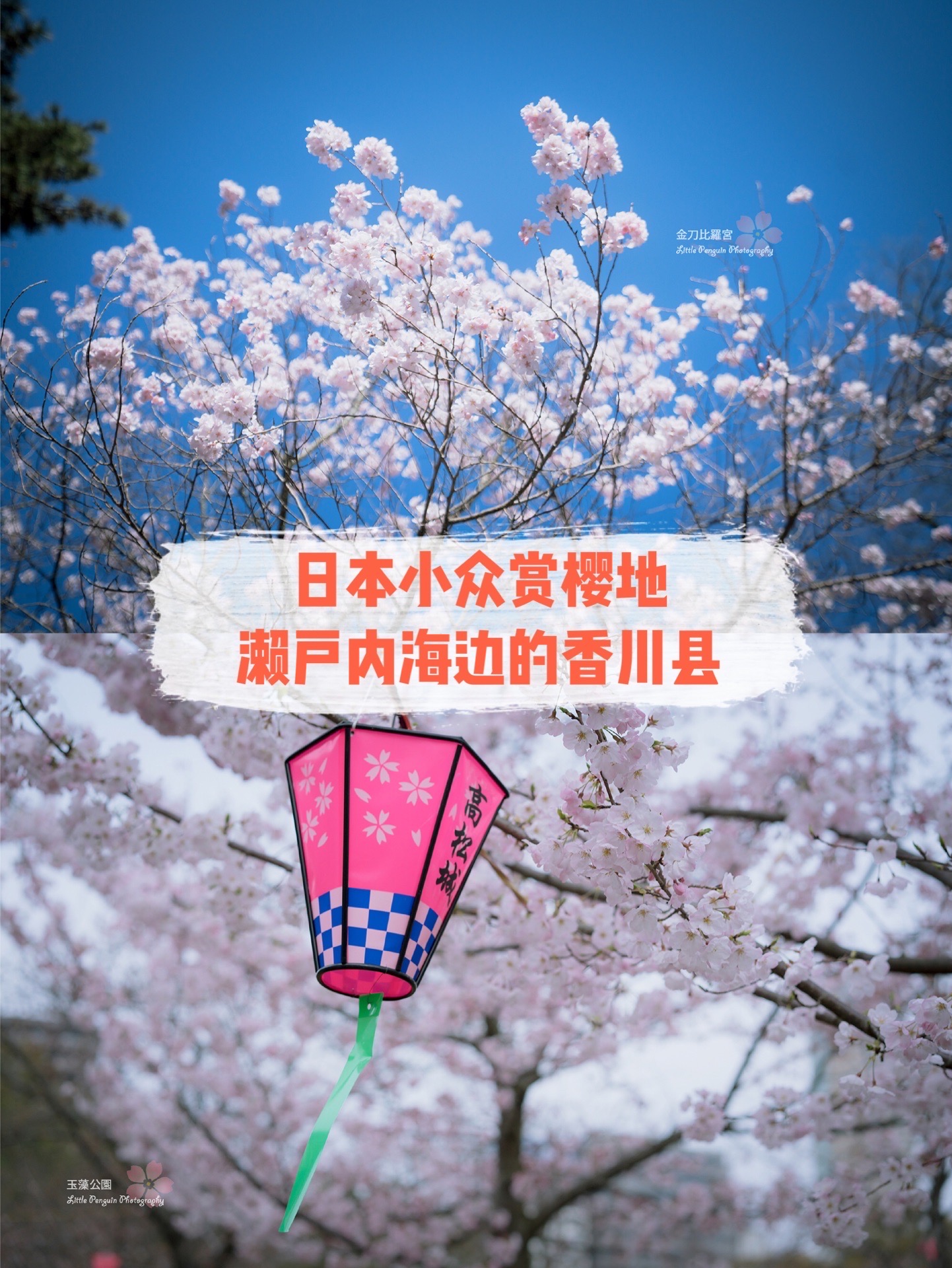 日本🇯🇵小众赏樱🌸地 | 濑户内海边的香川县 もし、桜の落ちるスピードは毎秒5センチメートル、そんな