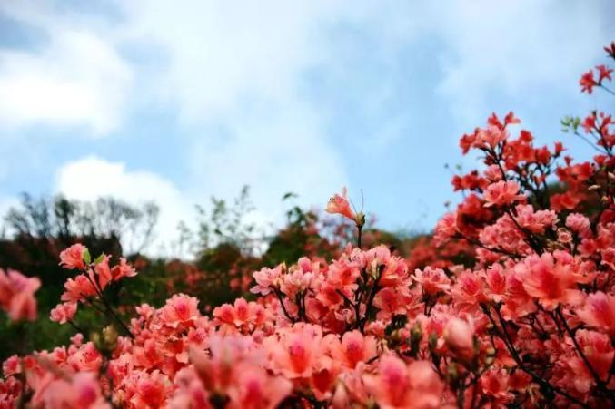 梅花山森林公园