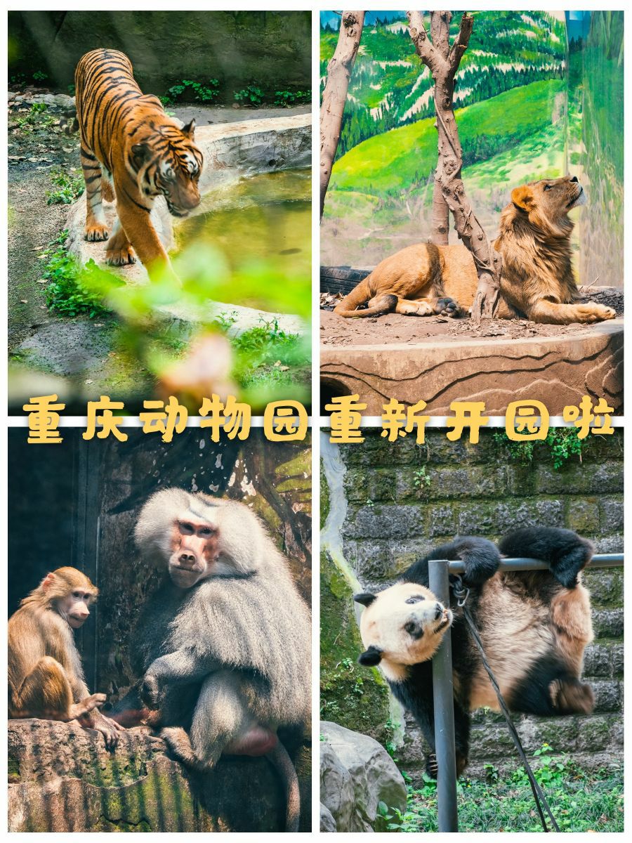 🐼重庆动物园恢复开园啦🐯 与动物们重逢在春天里  ☀️春光明媚，花开芳菲，最近这段时间大家都在忙着赏