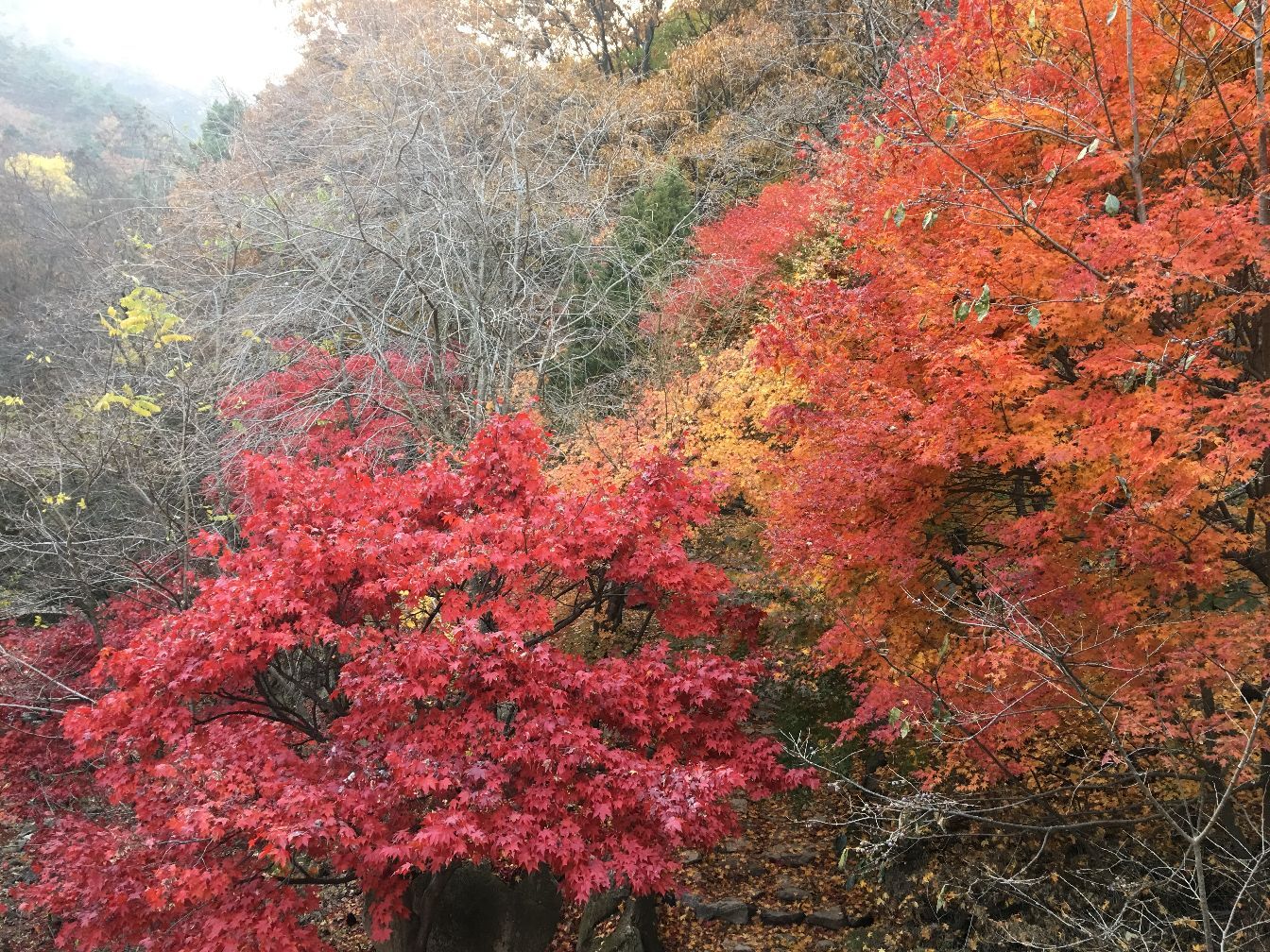 秋天时的金乌山是赏红叶的好去处