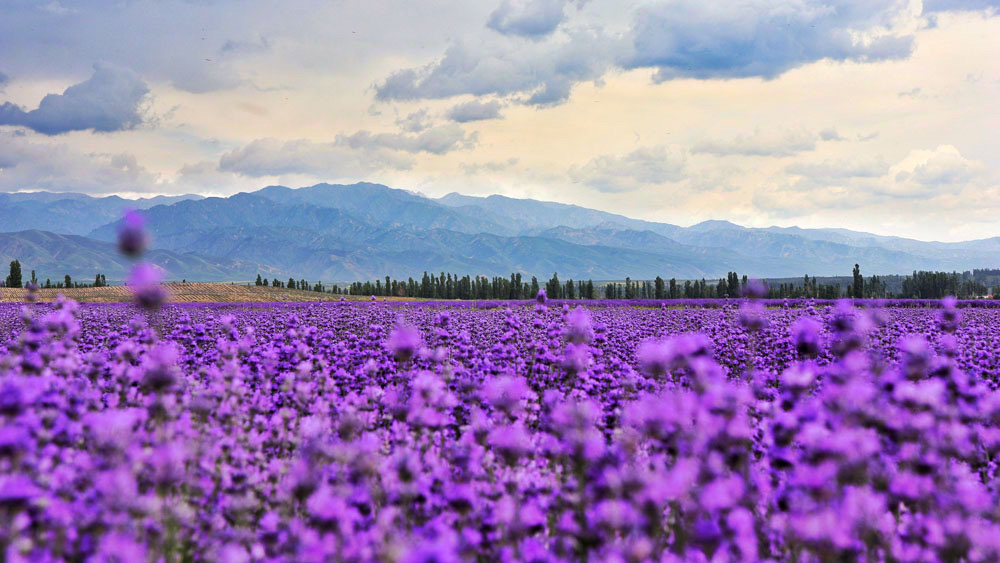 远处是连绵起伏的雪山.近处紫色的薰衣草.新疆霍城万亩薰衣草.在六月阵阵的微风中.散发着沁人心脾的芬芳