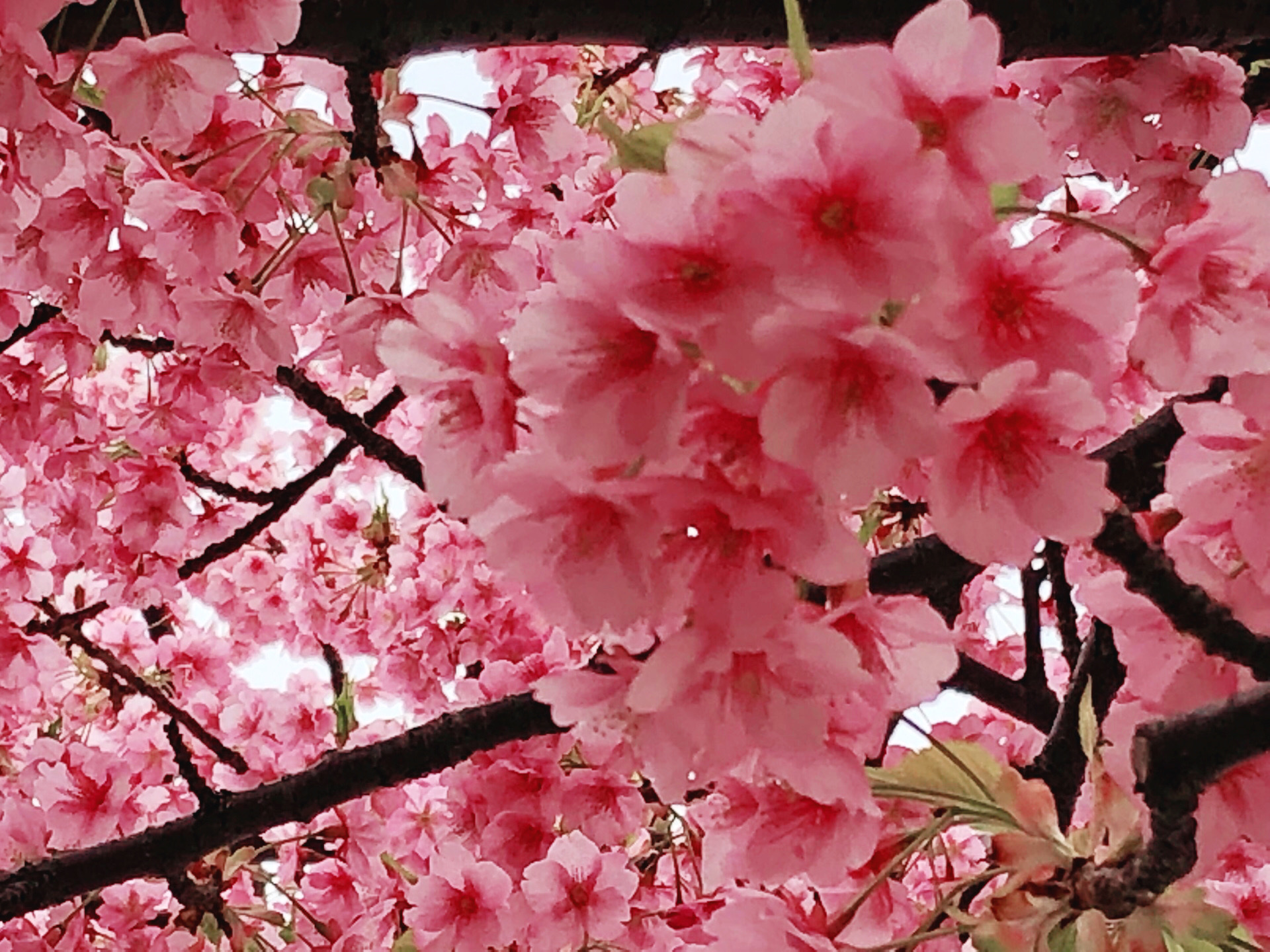 东京樱花集锦 　　　　　　 没有新型冠状病毒肆意的去年3月，无需忧虑的东京樱花盛开的日子，随意漫步街