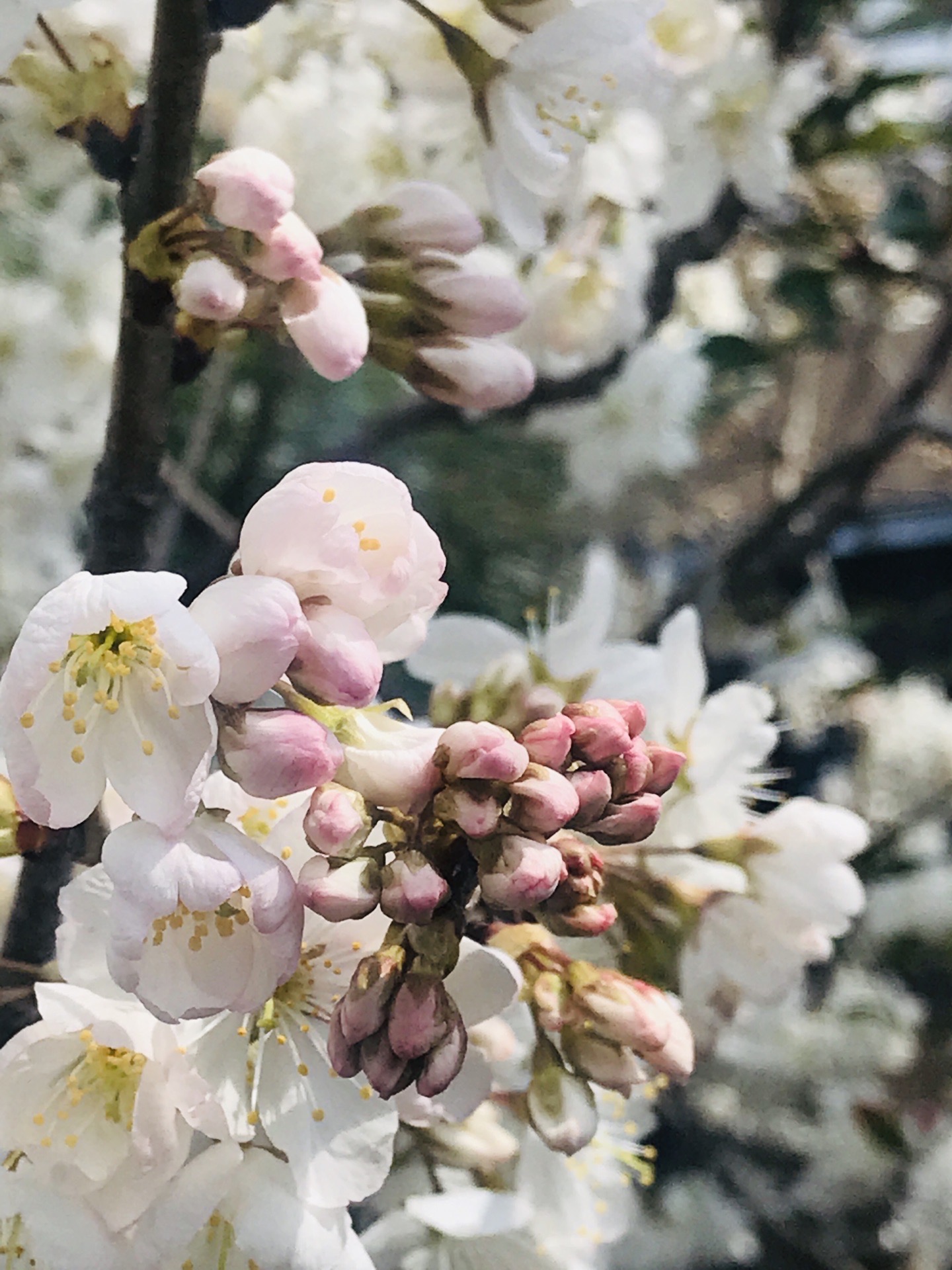樱花🌸早春三月（手机拍摄于日本居民区街头） 2020年3月，世界最著名的丰田汽车总部所在地～日本爱知