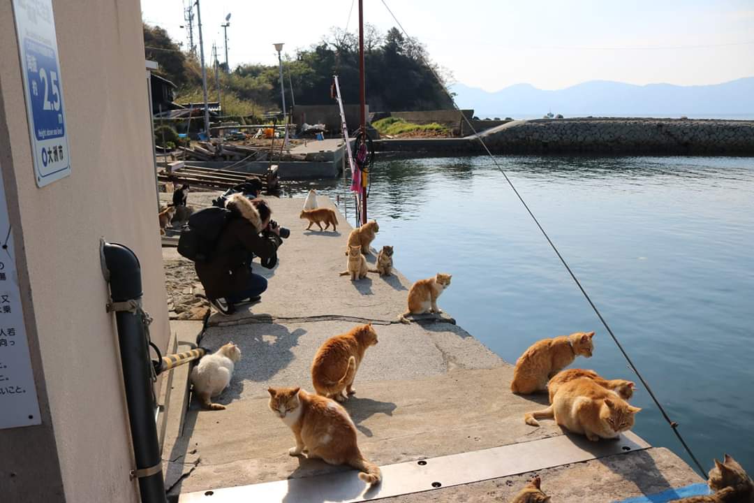 日本貓島