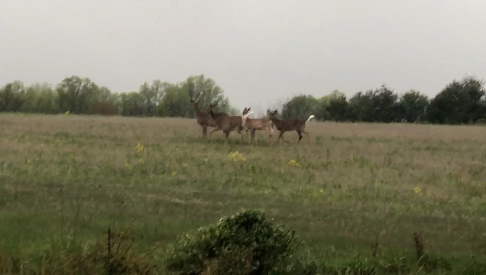 偶遇鹿🦌一家