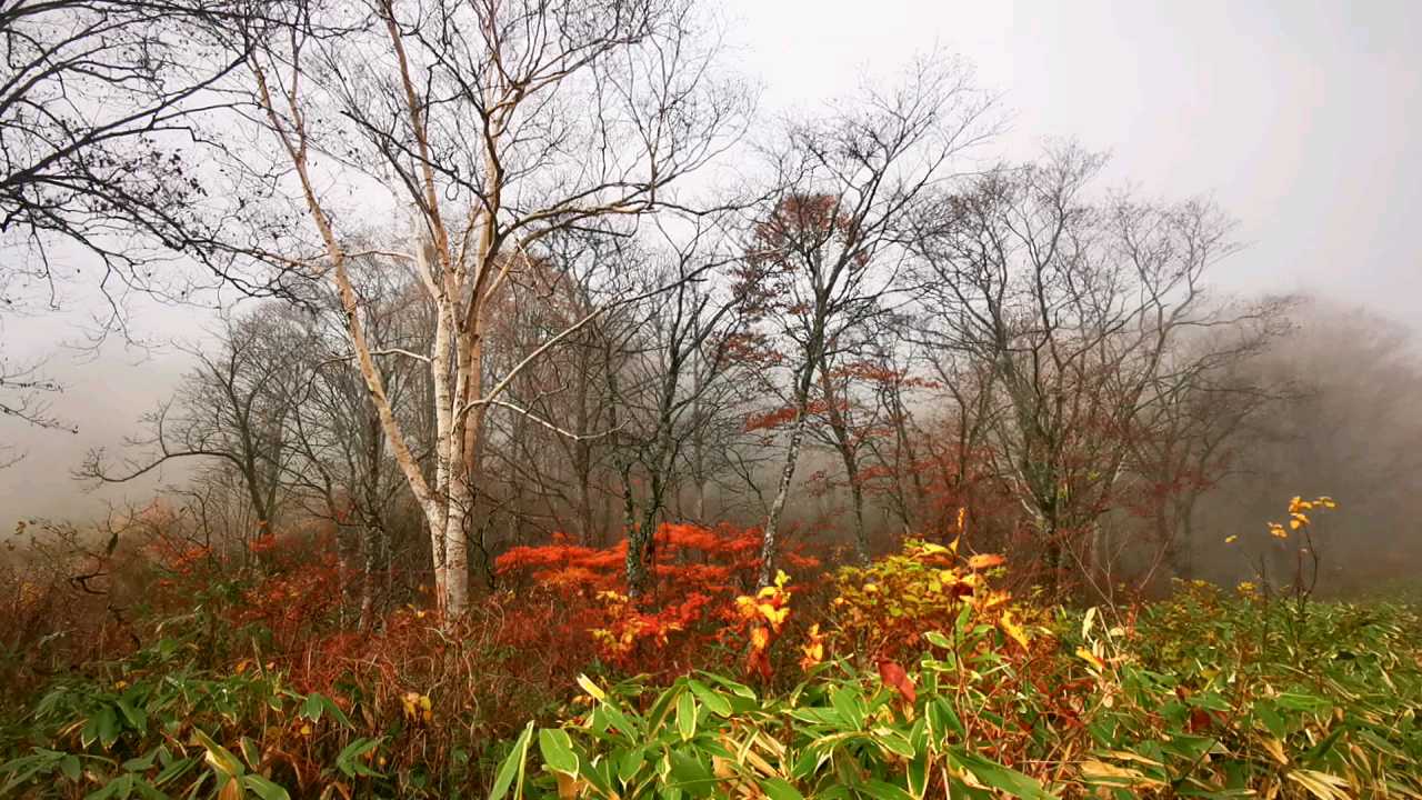 在  新潟县·日本  ，乘 “  妙高高原缆车  ”，上山！看， 妙高高原  ，深秋，最美，枫叶林！
