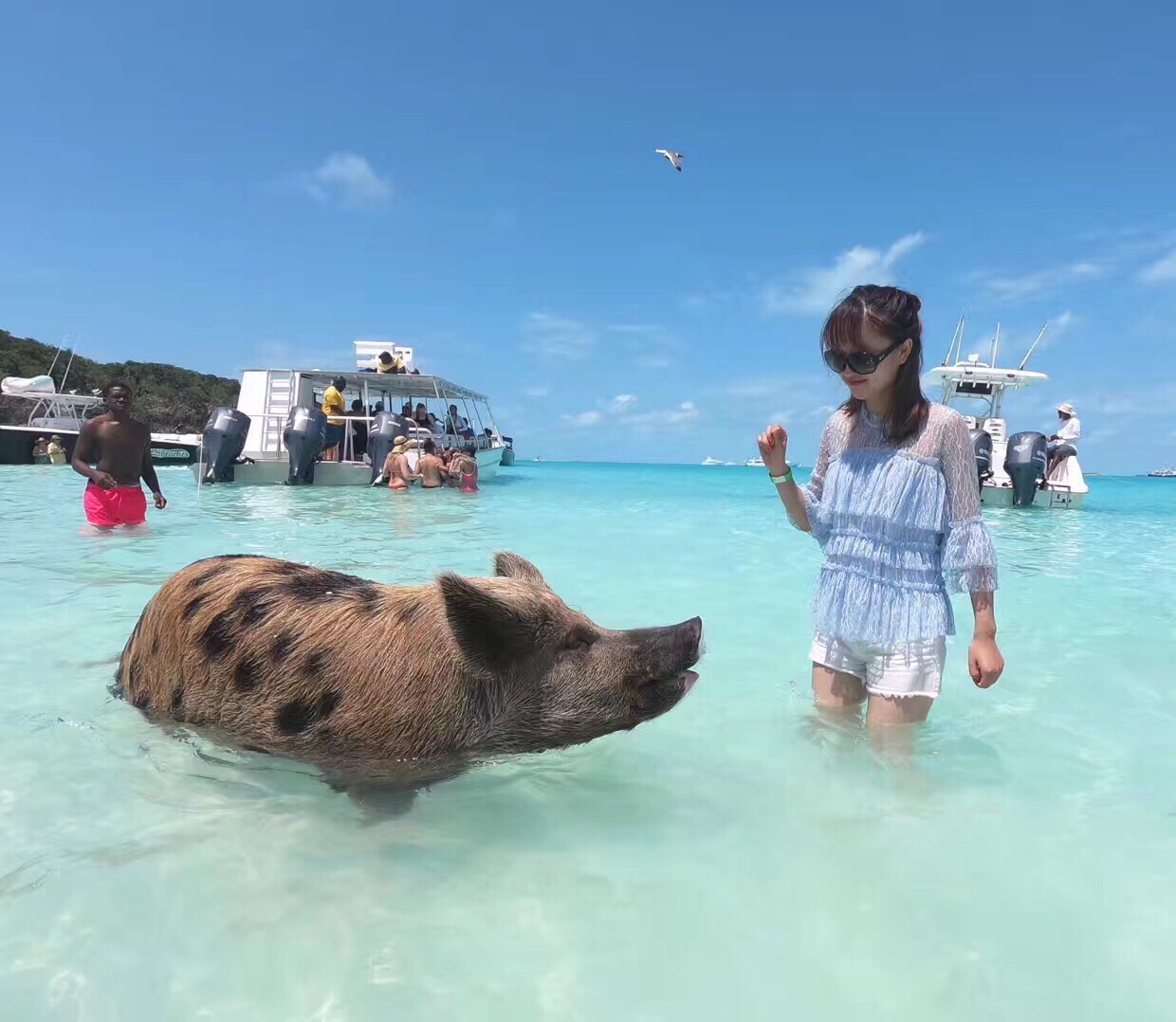 巴哈马的小猪岛🐷网红小猪聚集地！ 每一只小猪都特别可爱，现在的小猪们都已经变成大猪啦🙃 猪岛位于中美