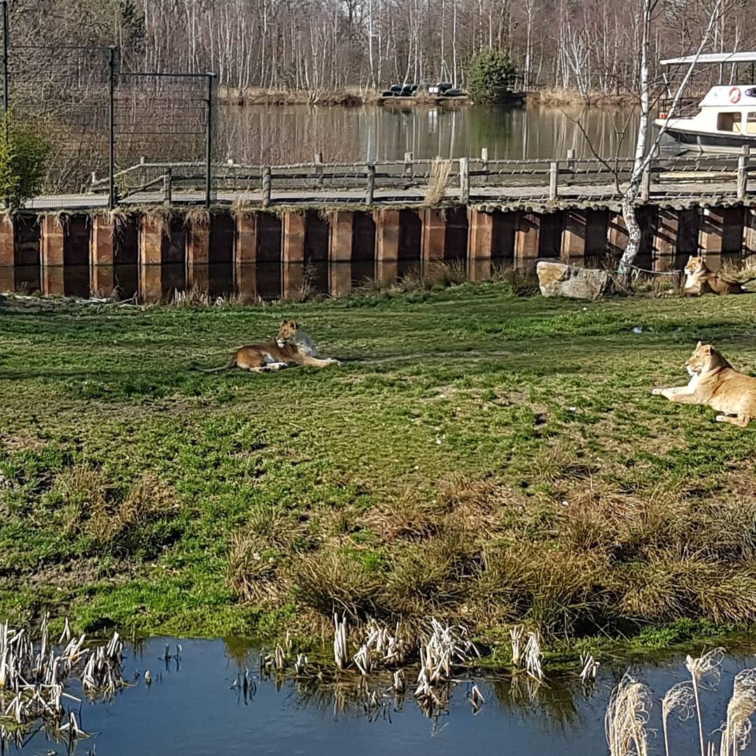 贴近原生态，感受《狮子王》辛巴----蒂尔堡  Beekse Bergen Safari Park 