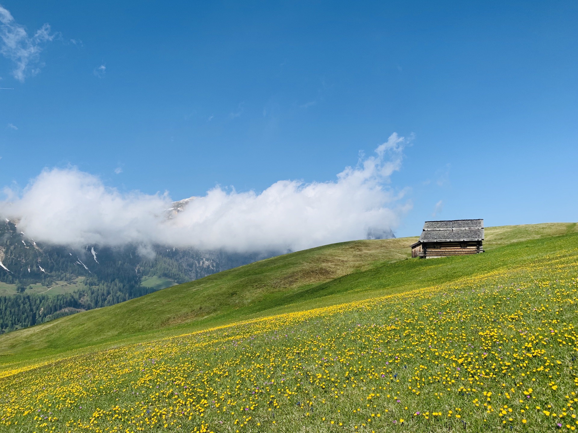 行走在阿尔卑斯山南多洛米蒂地区。雪山、草甸、野花，美得让人觉得窒息！