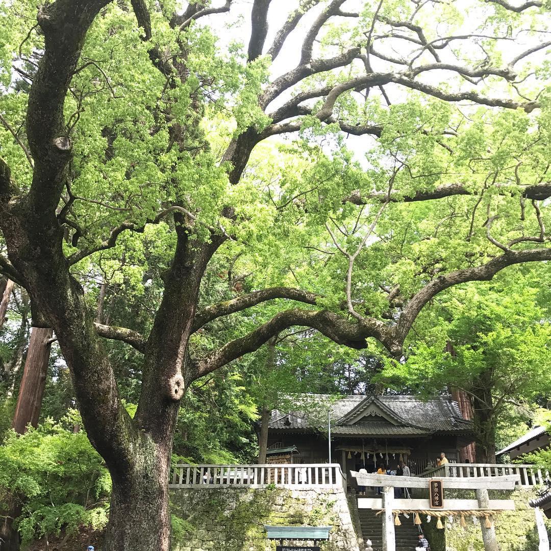 小众拍照取景好地点，事任八幡宮     这次来日本，我没有在东京多呆，而是来到了挂川，来到挂川，我第