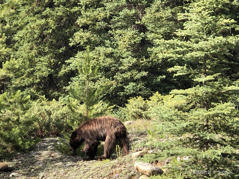 落基山脉地区，一路上遇上好多野生动物，鹿、黑熊、综熊、羊。。。