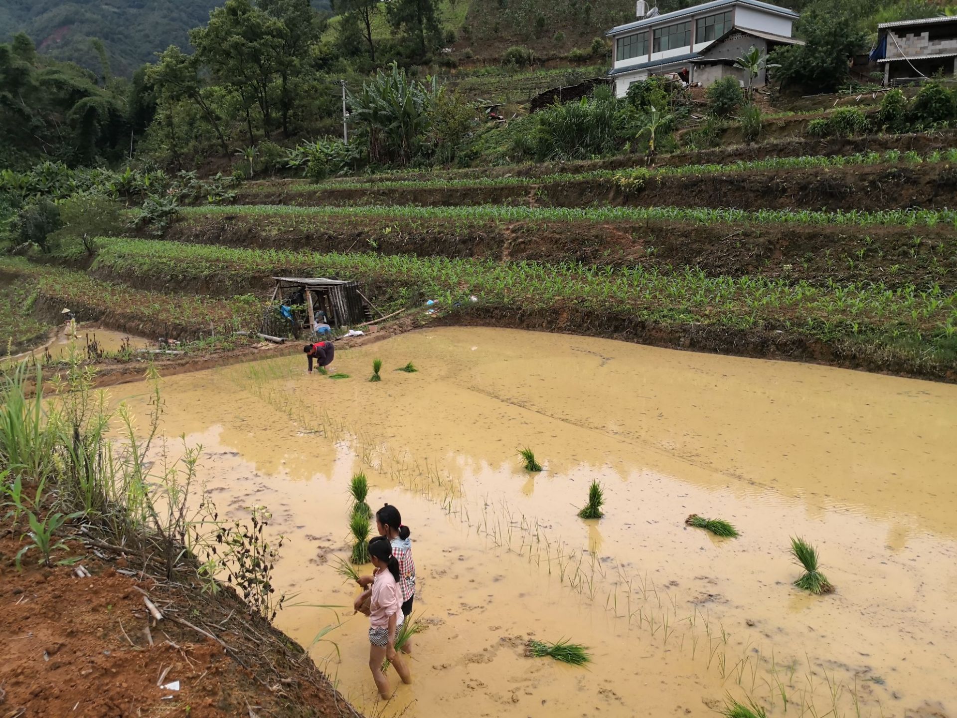 在云南边境的一个小山村，还在延续着最古老、最原始的耕种方法，老老少少的人们古朴勤劳……