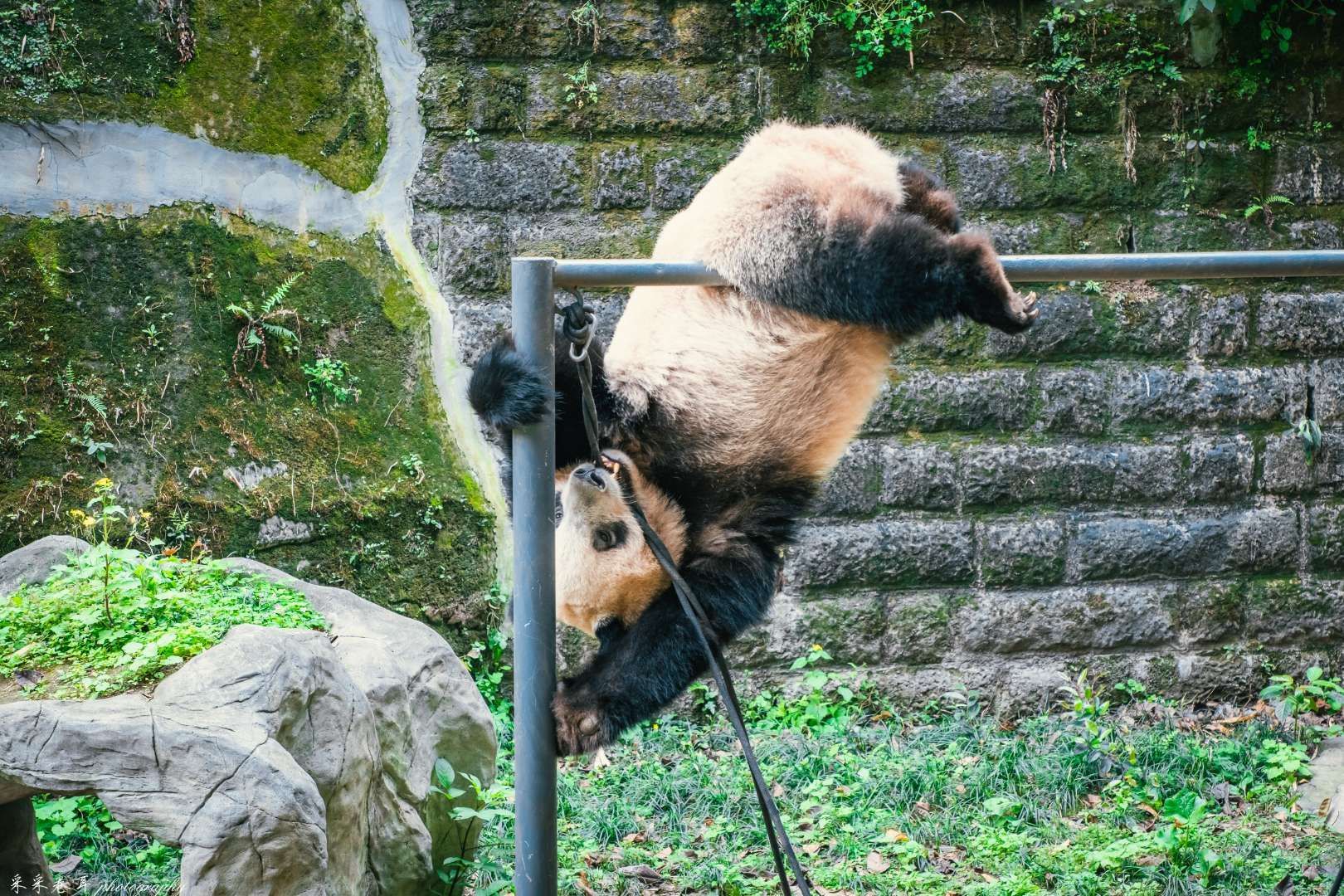 🐼来重庆动物园看功夫熊猫真熊版🐼 重庆动物园恢复开园啦  ☀️清风和煦，鸟语花香，刚刚开放的动物园里