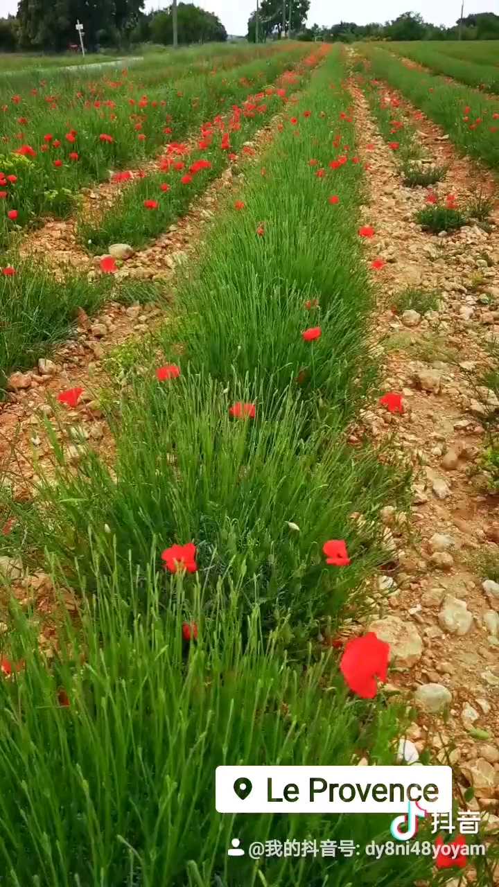 法国普罗旺斯之心目的地，瓦伦索勒平原，2019年5月21号，薰衣草实拍  前言  24节气的小满，日