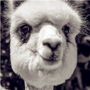 环保天使孟巾顺