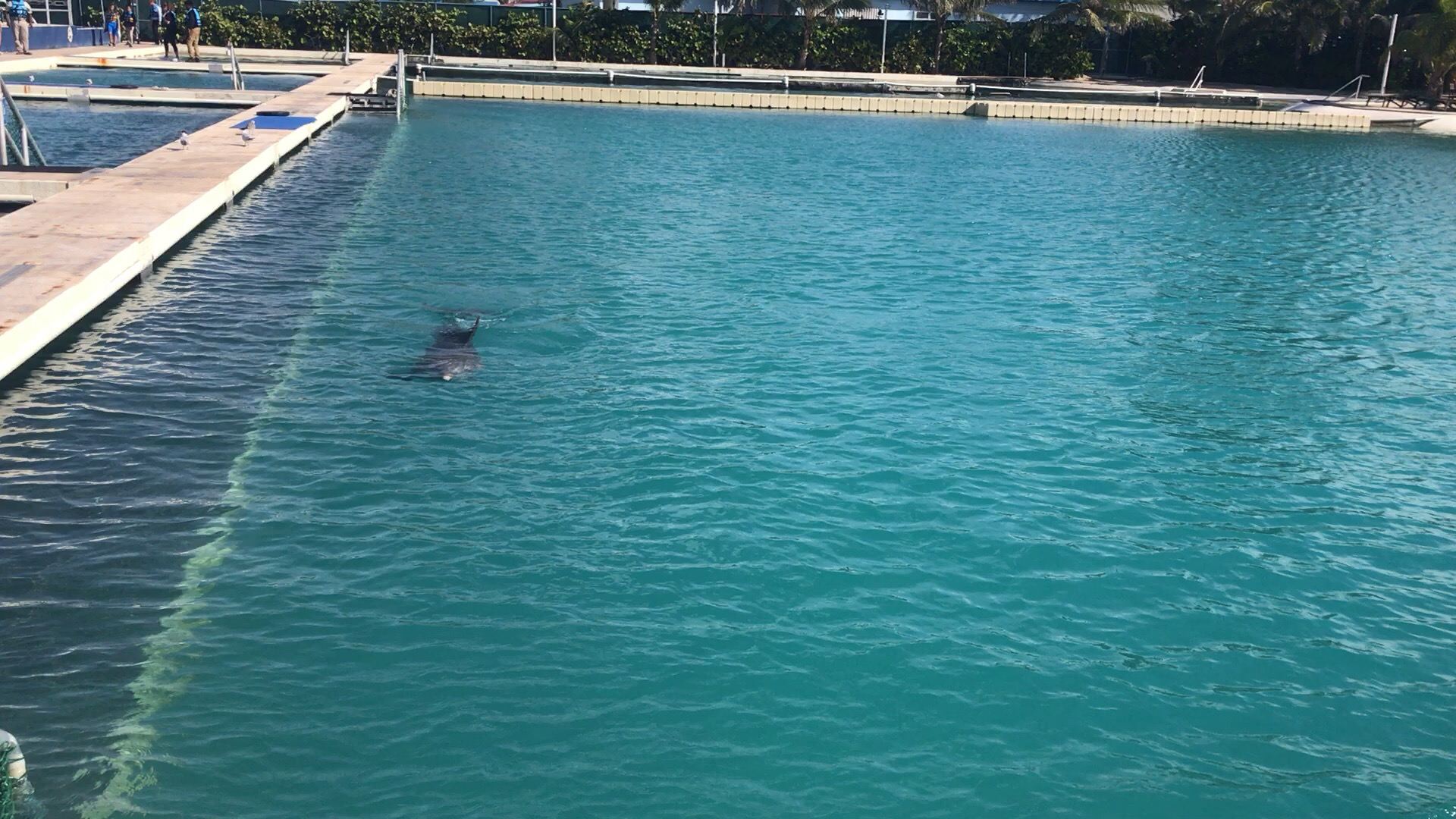 畅游的海豚