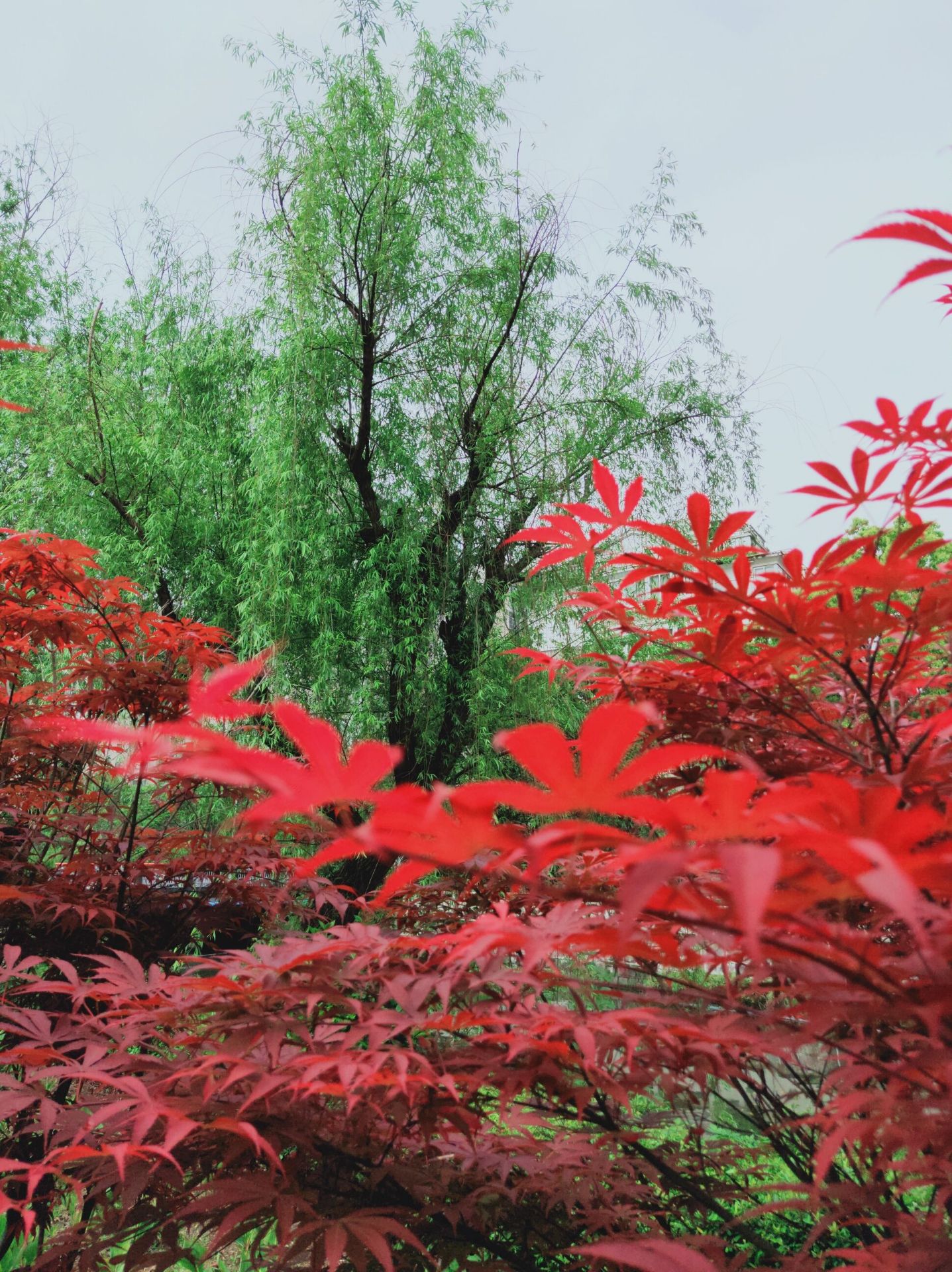 🍁 日本红枫 ～红舞姬， 以“红袖善舞翠云间”的火热魅力，让春阳里的人们陶醉其中，怡然自得，是优秀的