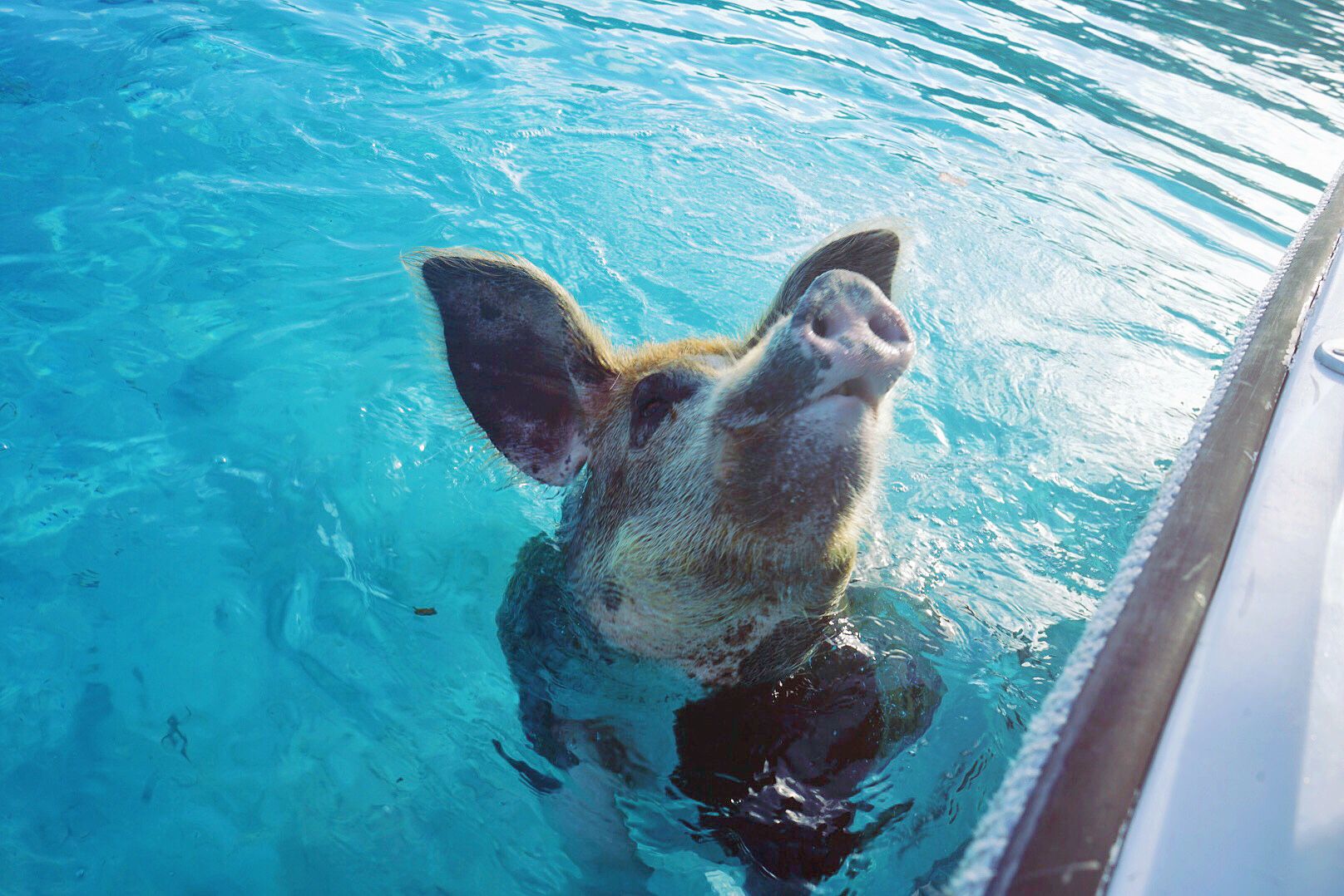 巴哈马的猪岛，真的是猪的天堂。这里有三四头猪，发展到现在的几百头，真的是大自然的奇迹，猪的伊甸园。