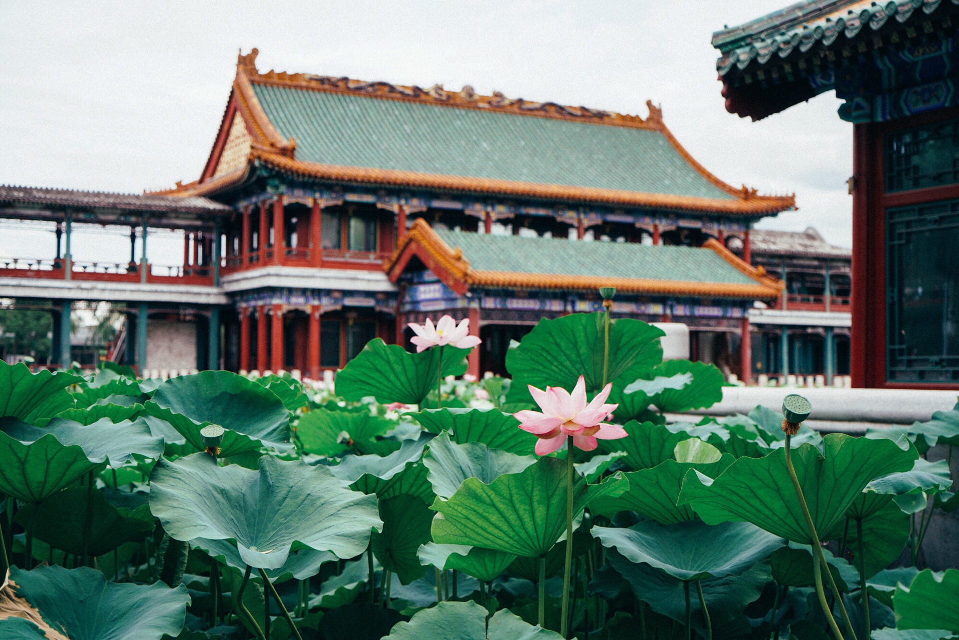 龙潭湖公园位于北京南二环。 每年7月初，特别适合赏荷花。 荷花池有两处，一处是龙吟阁景区，位于公园西
