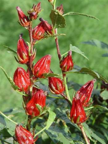 苏丹国花——苏丹红