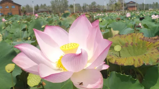 洪曹村