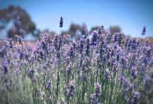 Emu Bay Lavender美食图片