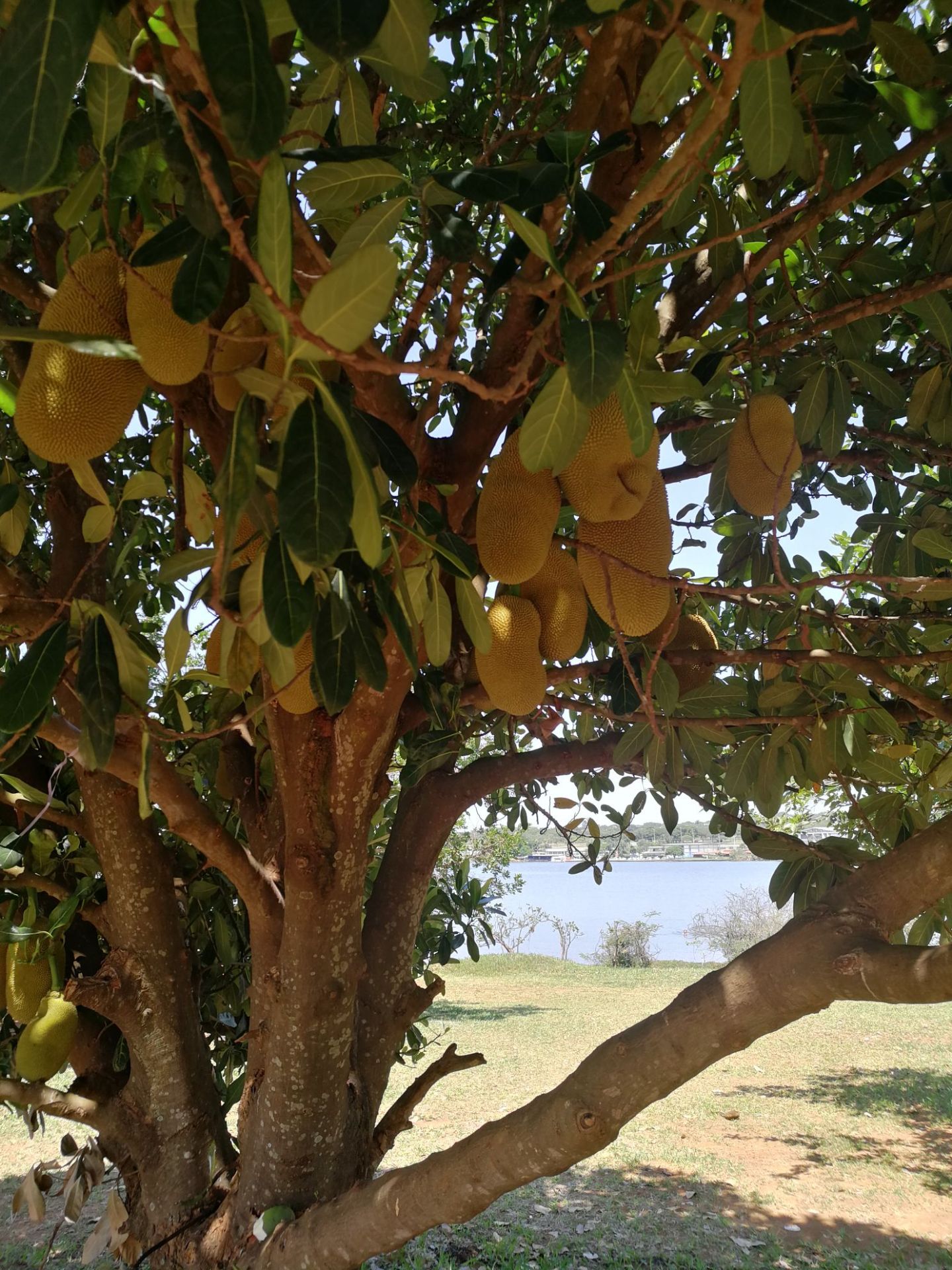 巴西利亚帕拉诺阿湖边自然生长的菠萝蜜。