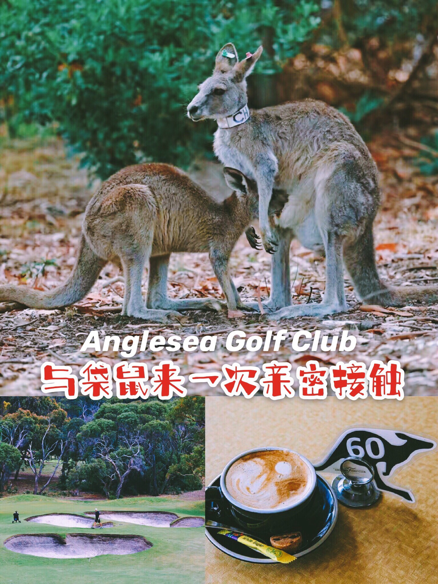 【Anglesea Golf Club，与袋鼠来一次亲密接触】 自驾大洋路回程墨尔本的路上，慕名去了