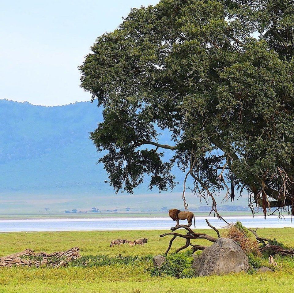 🌋火山口边的凡尔赛宫，非洲顶奢营地Ngorongoro Crater Lodge  👀在非洲玩野奢，