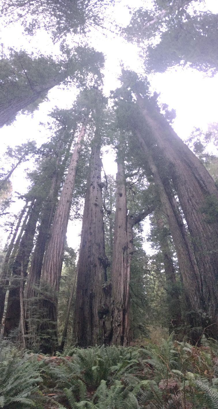 红杉树国家公园里的参天大树