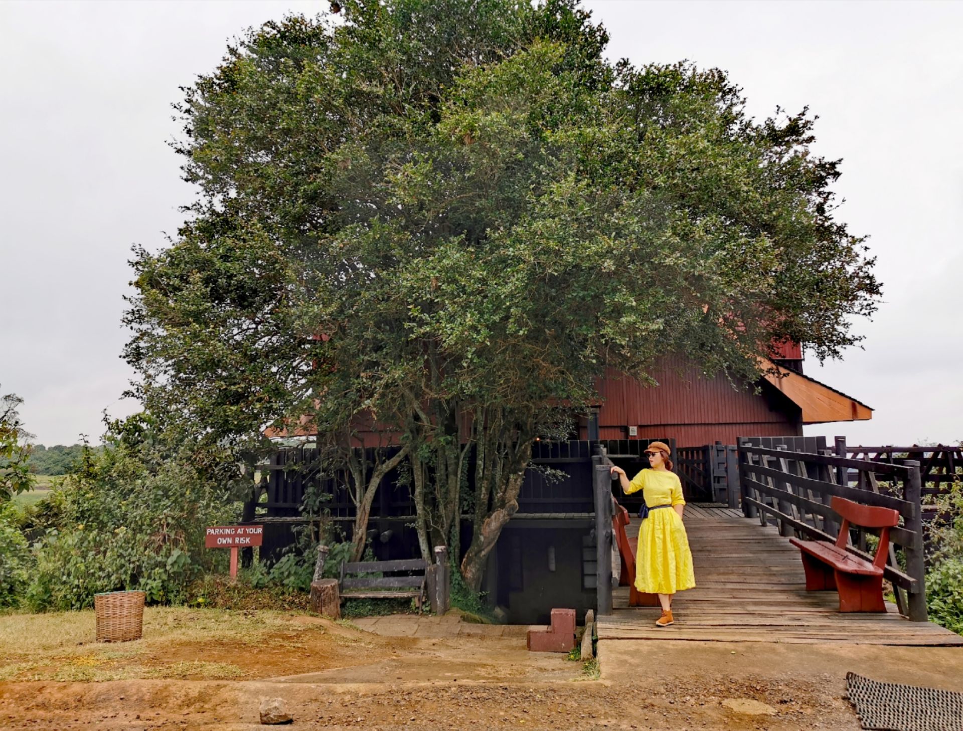 肯尼亚的树顶酒店，因英女王传说而闻名世界🇰🇪