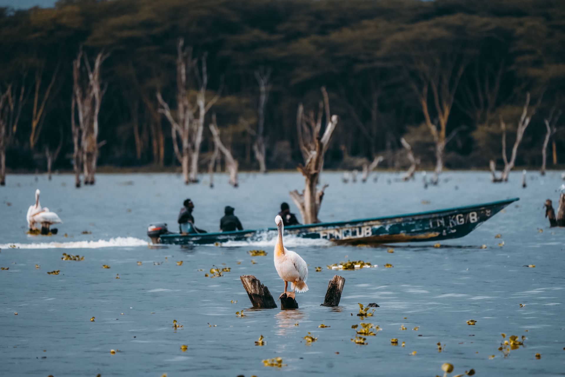 📍 奈瓦沙湖  距离内罗毕只有90多公里的奈瓦沙湖，海拔1500米，湖周围依然保持着良好的生态，下午