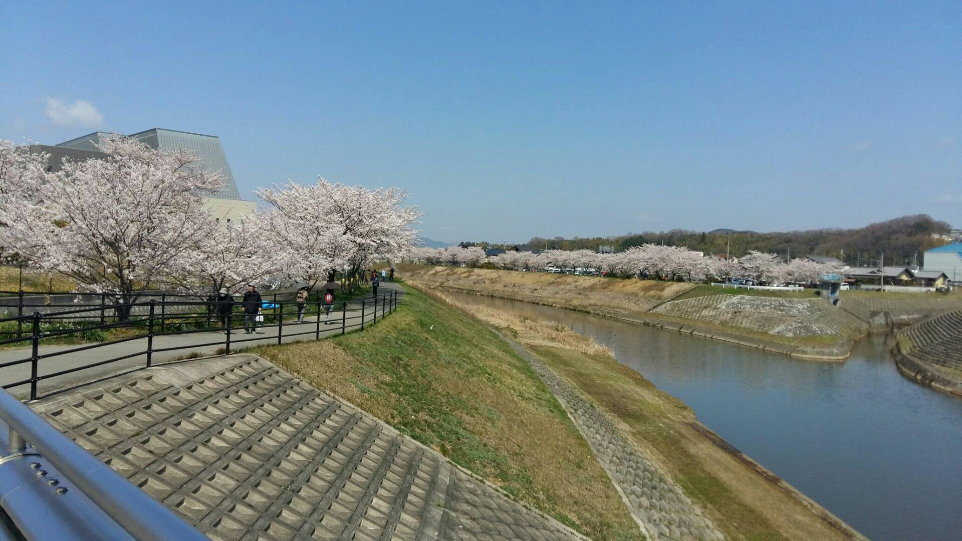 日本三田市探亲，发现这里的樱花开的也很美，关键是人很少，赏樱属实是一个好去处。