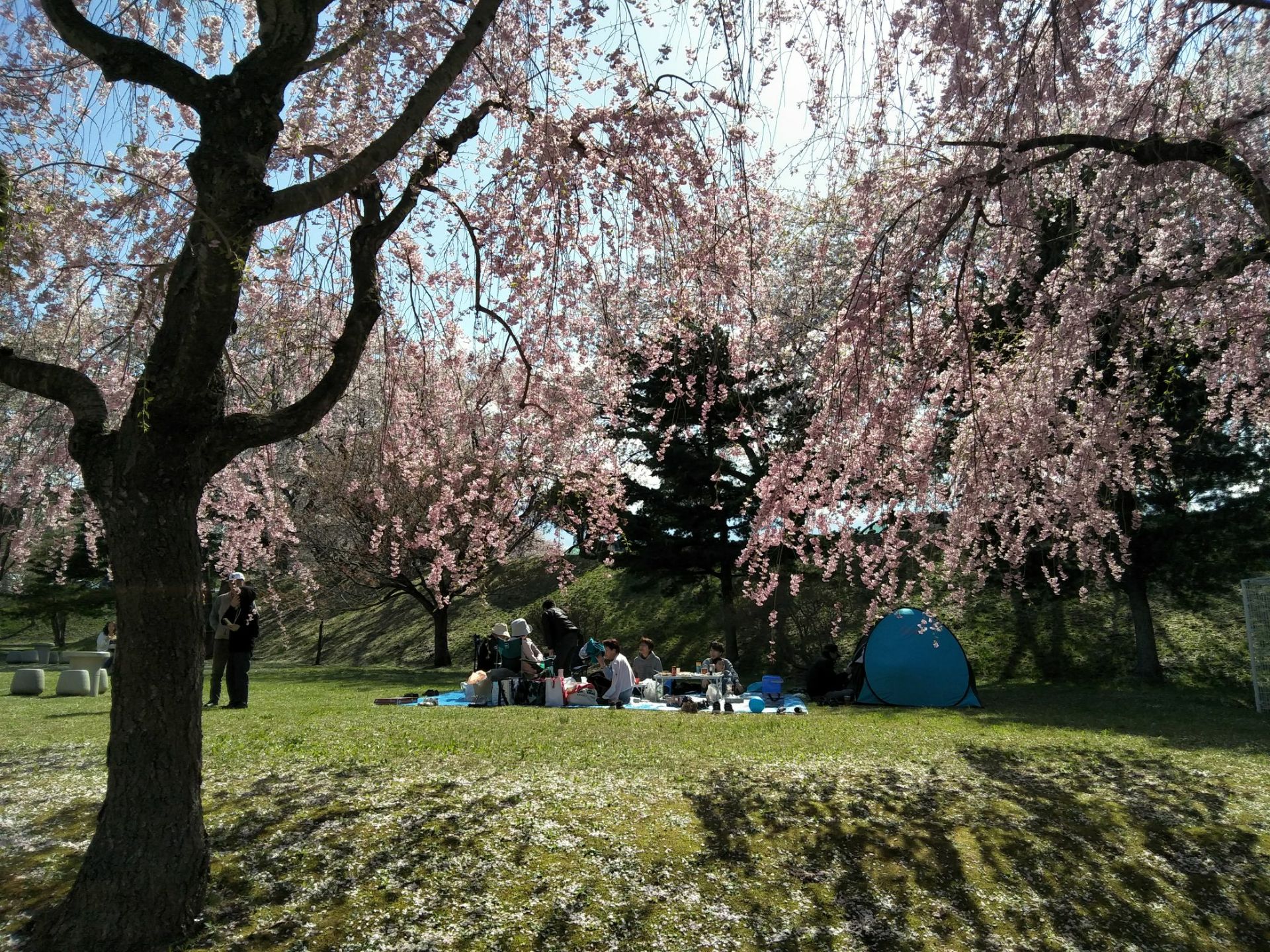 八戸公园的樱花🌸
