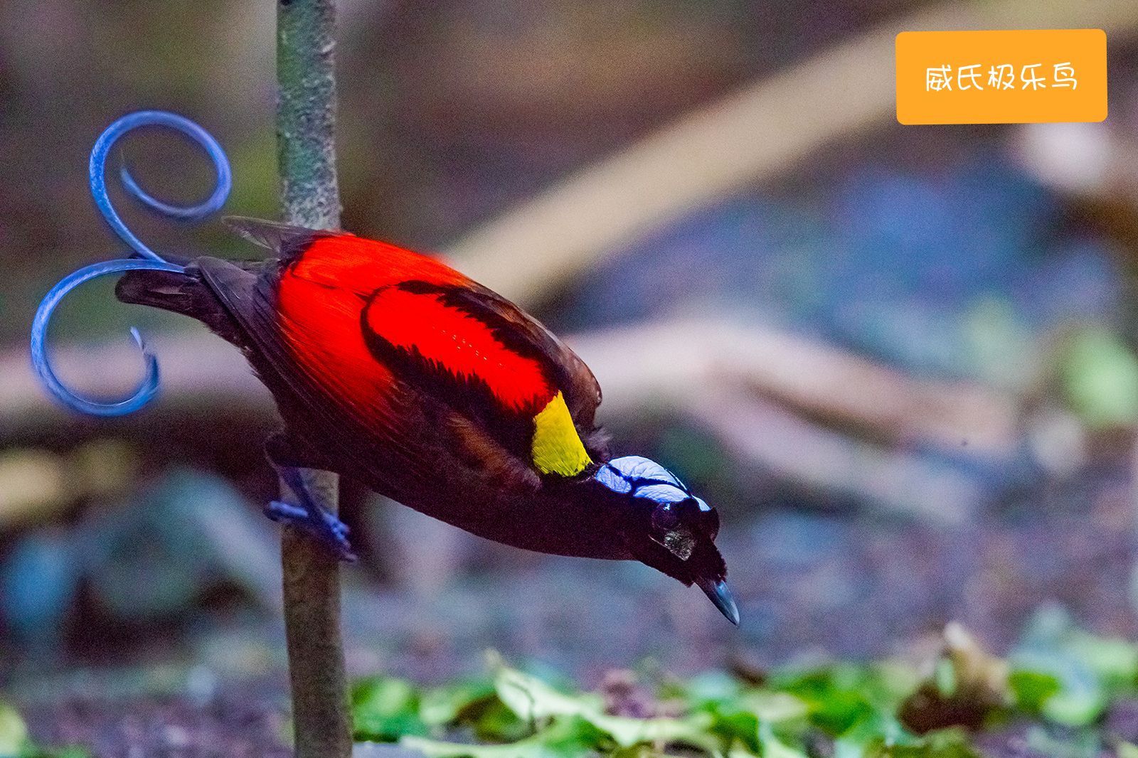 威氏极乐鸟头部有蓝色花纹，背部是仿佛甲壳虫的红色花纹，腹部是绿色的羽毛，嘴里是淡绿色，色彩十分丰富。