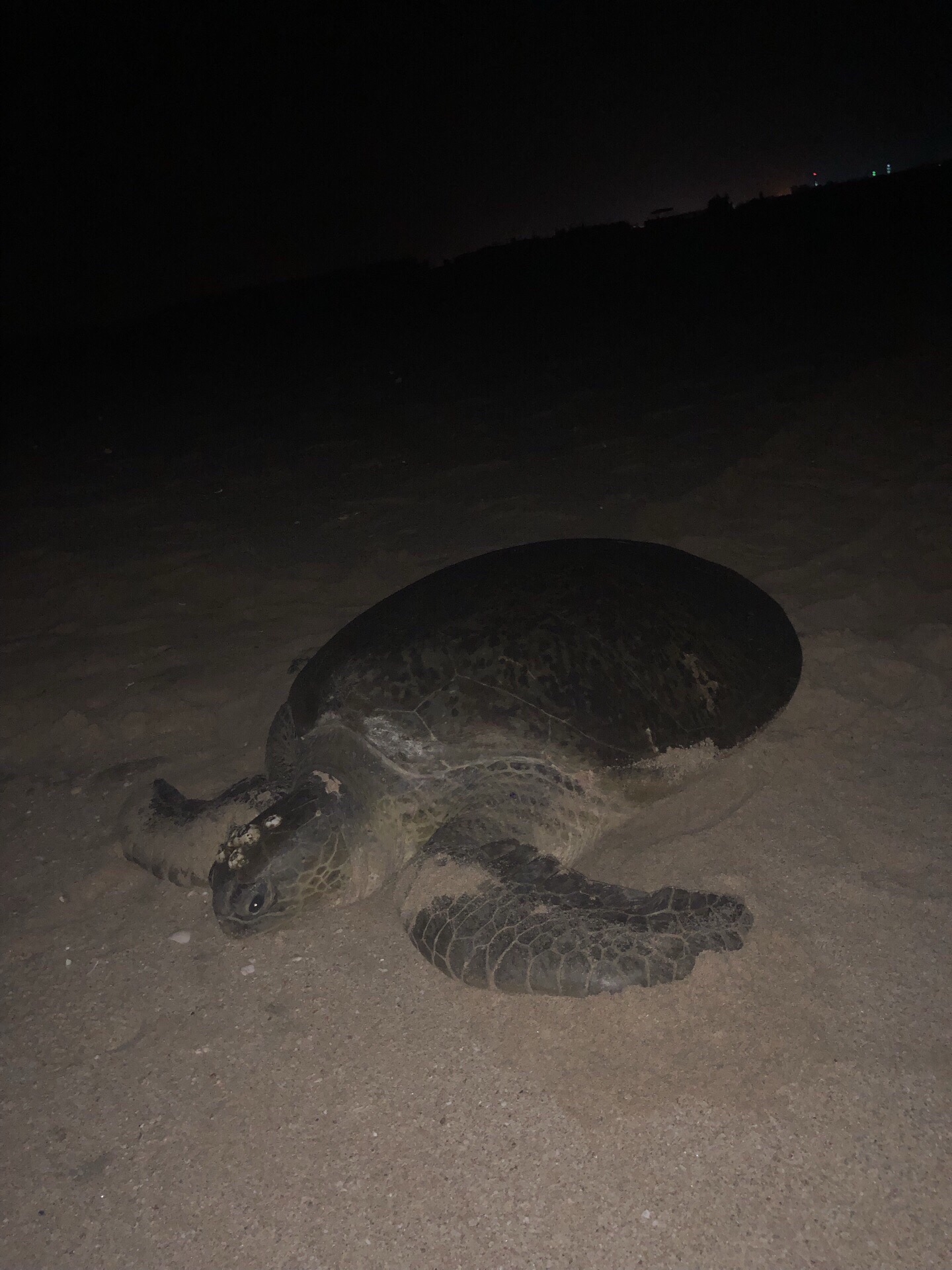 Oman  第二大海滨城市Sur  看海龟慢慢爬上岸，生完宝宝，费力离开。