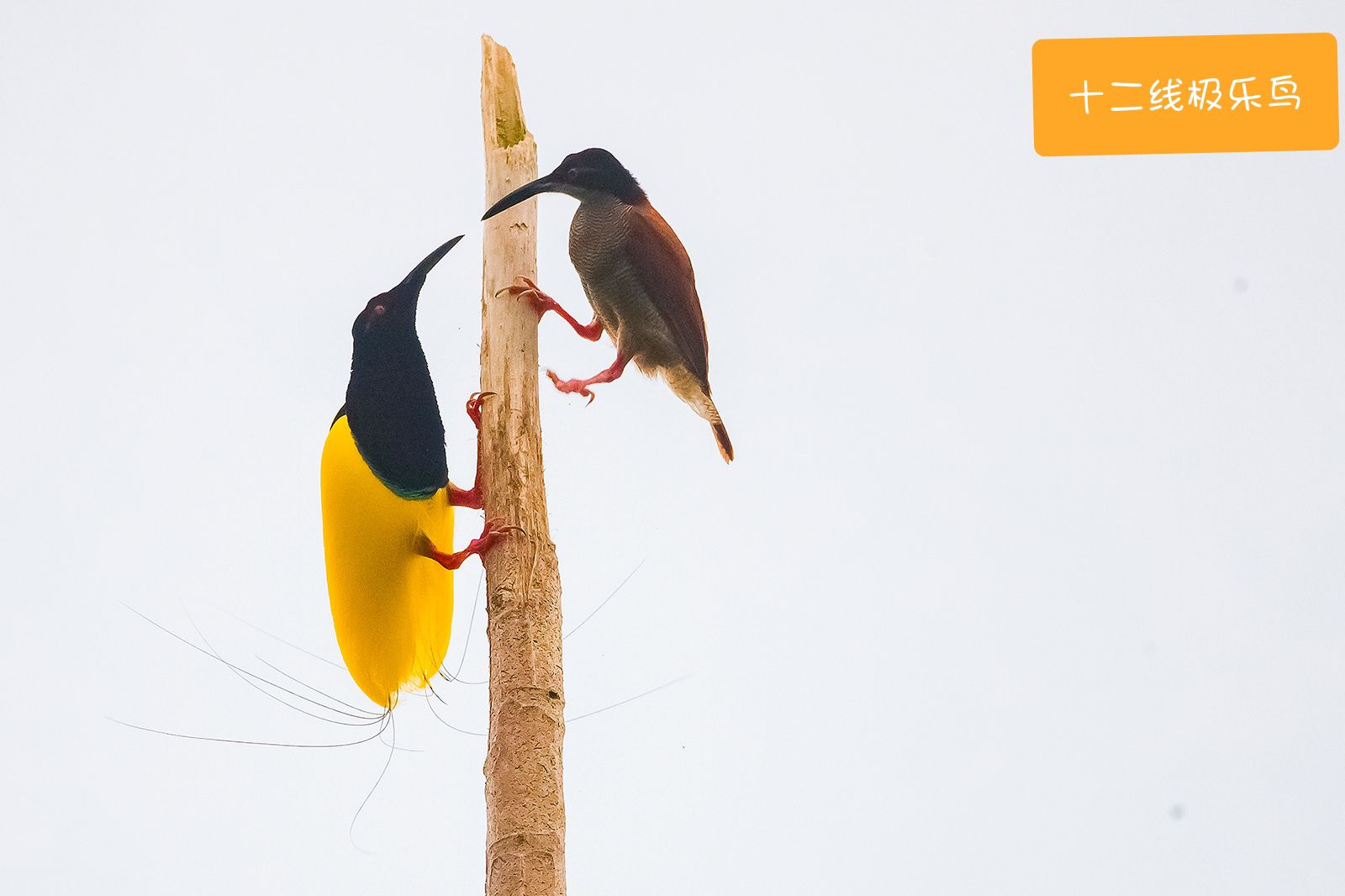 极乐鸟是全世界最为奇特的鸟，主要生活在巴布亚岛。12线极乐鸟尾部有12根线，公鸟在跳求偶舞时，舞动1
