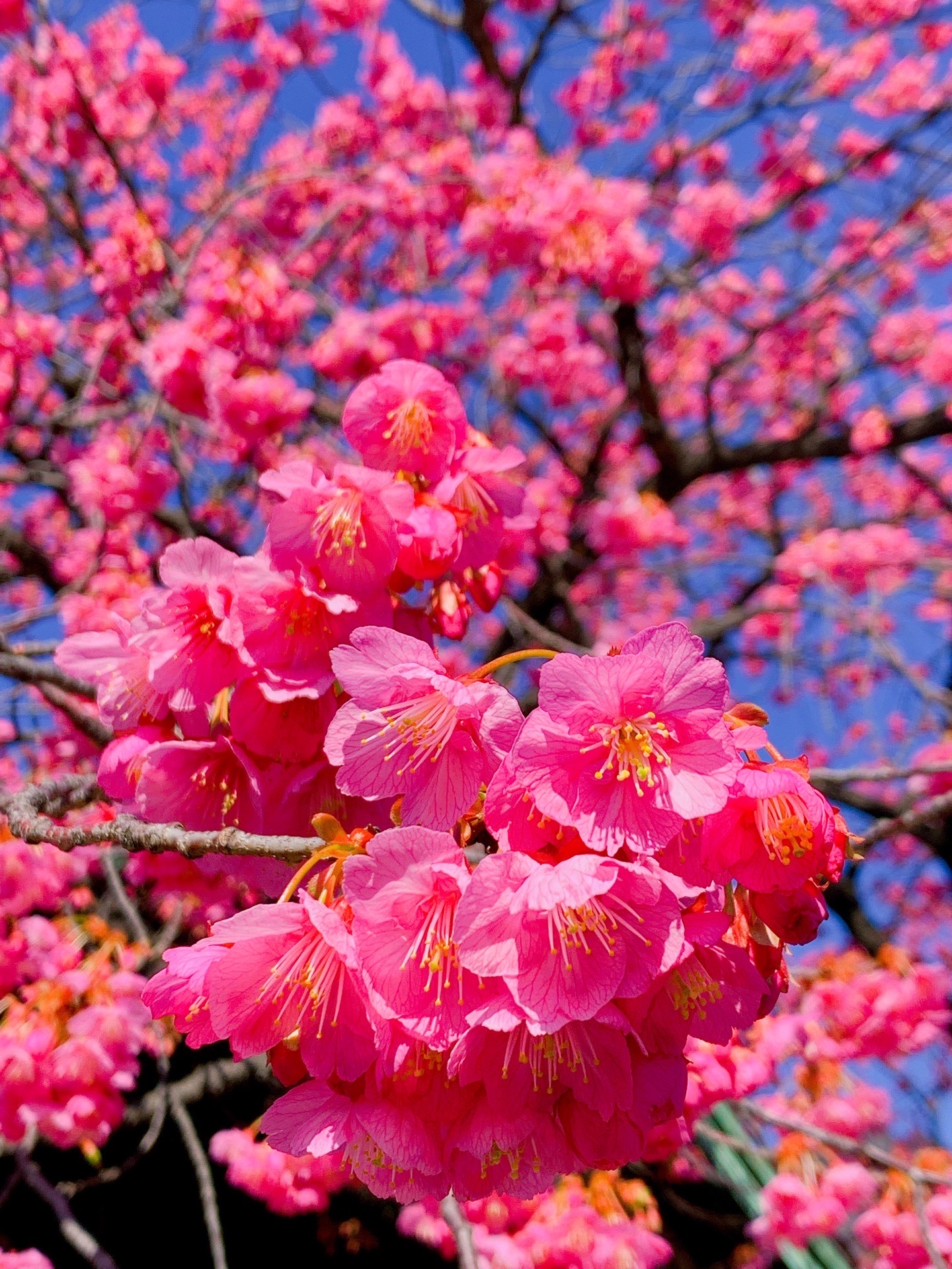 最早的樱花🌸开了！中国🇨🇳加油！