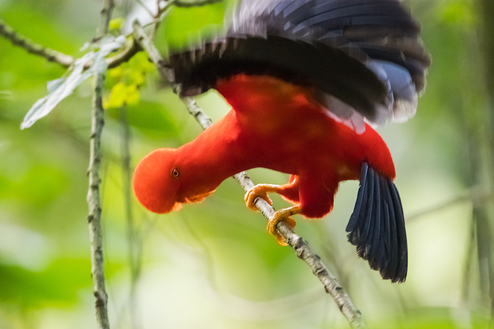 哥伦比亚的安第斯动冠伞鸟