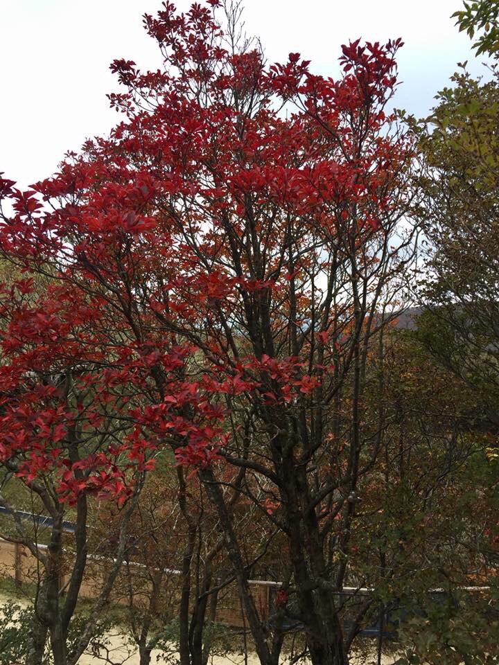 御在所岳一日遊 約11:00 便到了龜山市關町荻原  美美的享用了吃到飽的 松阪牛壽喜燒 和烤松茸 