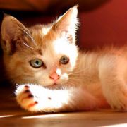 给本大人请个安吧