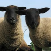 愛一直在妳身邊