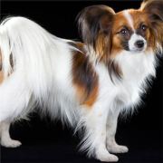 弗罗伦萨我爱蛋炒饭