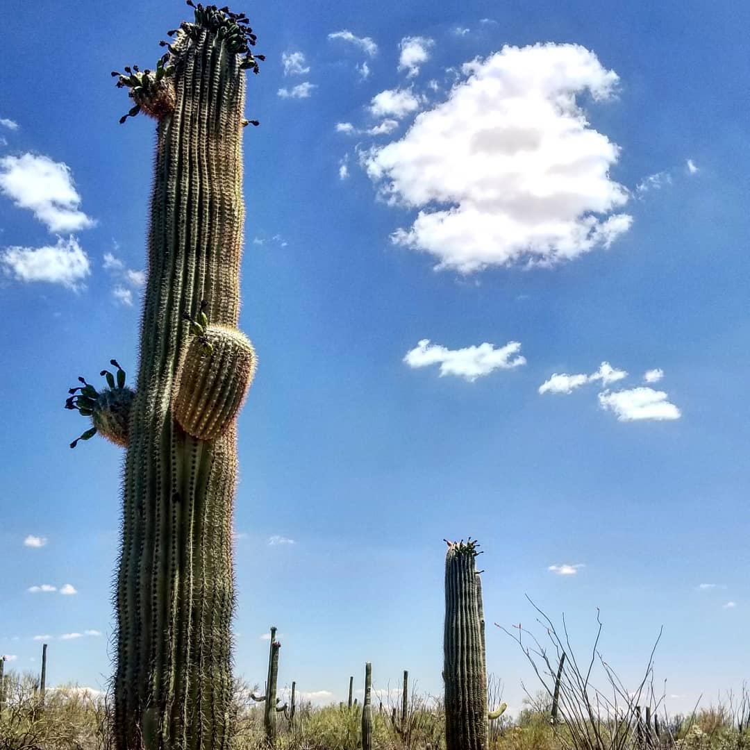 与沙漠仙人掌有一个美妙的约会  在美国的亚利桑那州有一个非常著名的景点，那就是这个国家公园的她独特的