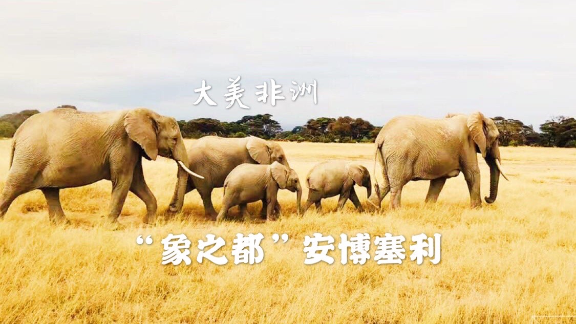 【大美非洲】（第十期）“🐘象之都”安博塞利国家公园  ✈️经过二十多个小时到达肯尼亚的第一站安博塞利